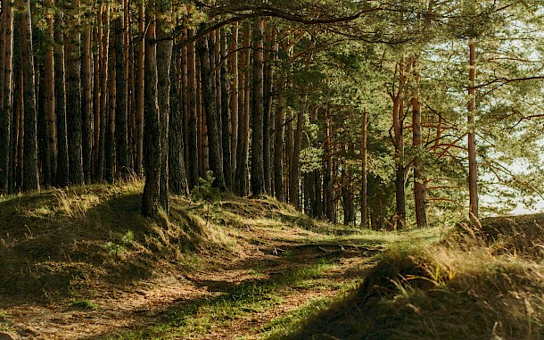 Irina Iriser/Unsplash